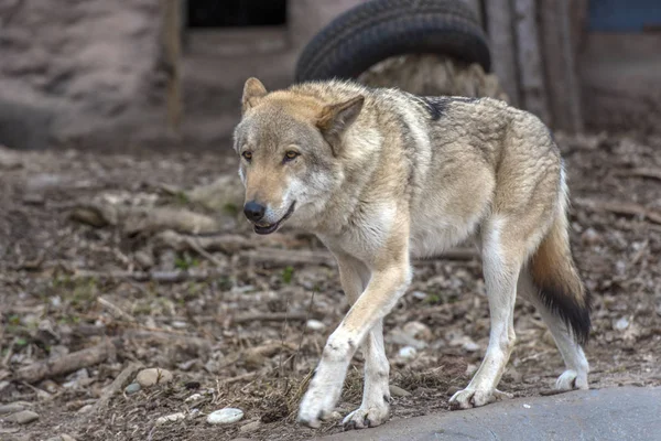 Loups dans le zoo — Photo