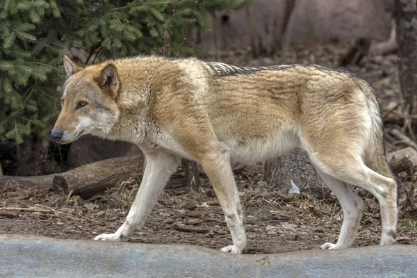 Loups dans le zoo — Photo