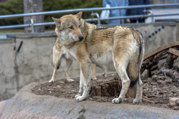 Loups dans le zoo — Photo