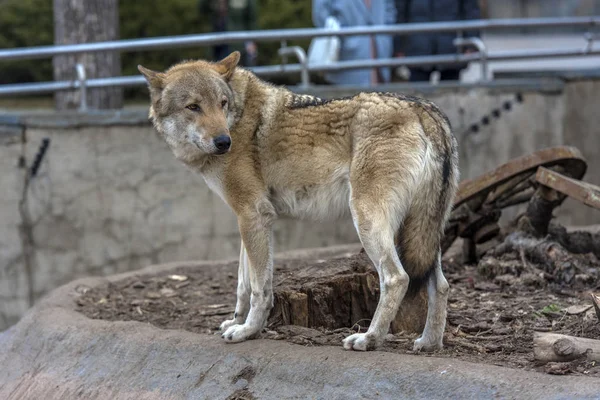 Wolves in the zoo — Stock Photo, Image