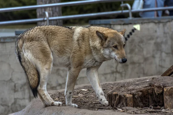 Wolves in the zoo — Stock Photo, Image