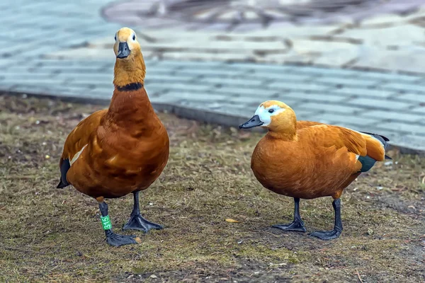 Ruddy shelduck - Tadorna ferruginea — Stock Photo, Image