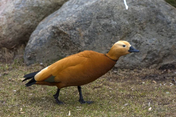 Canard roux - Tadorna ferruginea — Photo