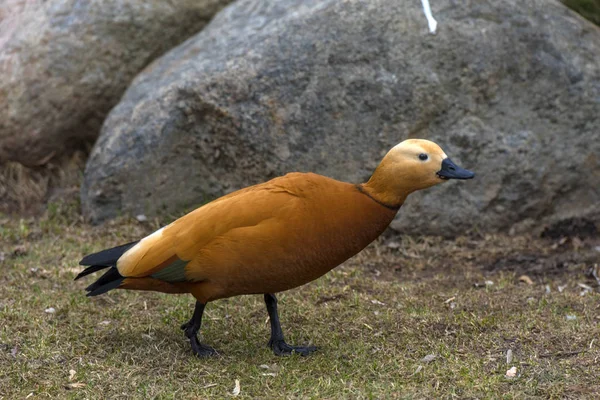 Červený Shelduck - Tadorna ferruginea — Stock fotografie