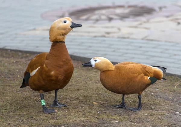 Ruddy shelduck - Tadorna ferruginea — Stock Photo, Image