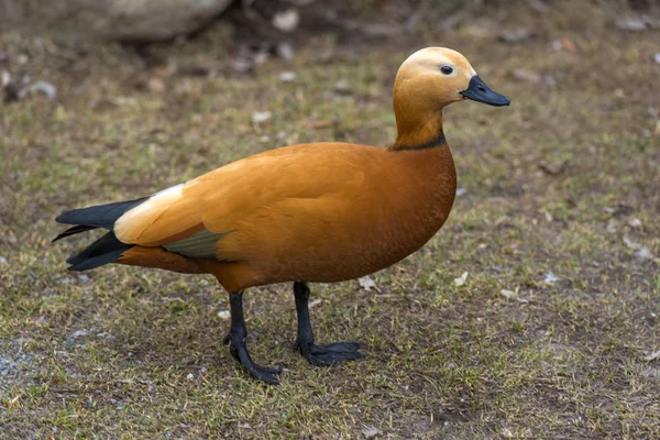 Ruddy shelduck - Tadorna ferruginea — Stock Photo, Image