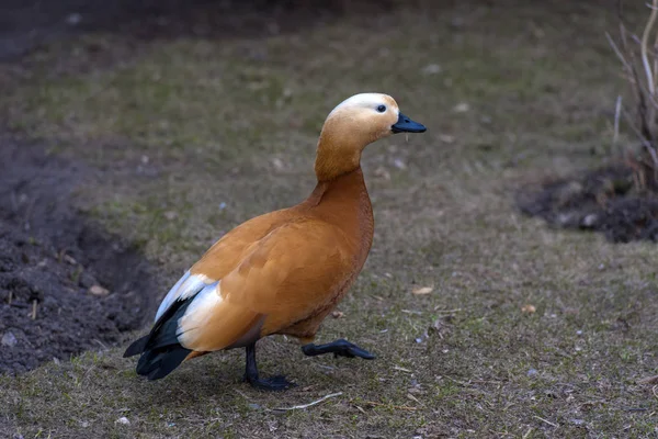 Ruddy shelduck - Tadorna ferruginea — Stock Photo, Image