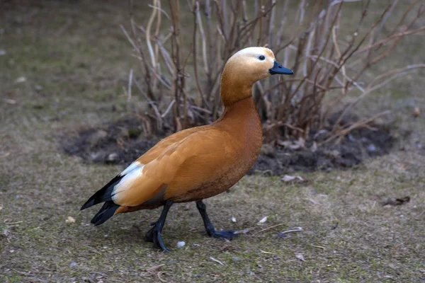 Ruddy shelduck - Tadorna ferruginea — Stock Photo, Image