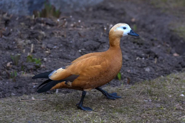 Ruddy shelduck - Tadorna ferruginea — Stock Photo, Image