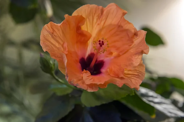 Hibiscus rosa-sinensis — Zdjęcie stockowe