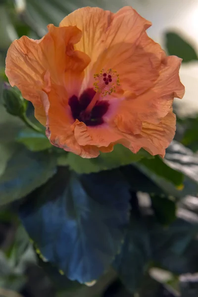 Hibiscus rosa-sinensis — Zdjęcie stockowe