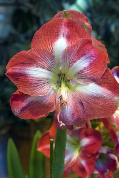 Kwiat różowy Hippeastrum — Zdjęcie stockowe