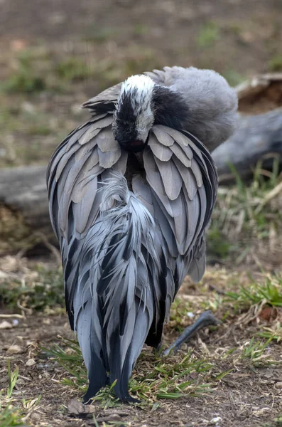 La gru a corona rossa, pulisce le piume — Foto Stock