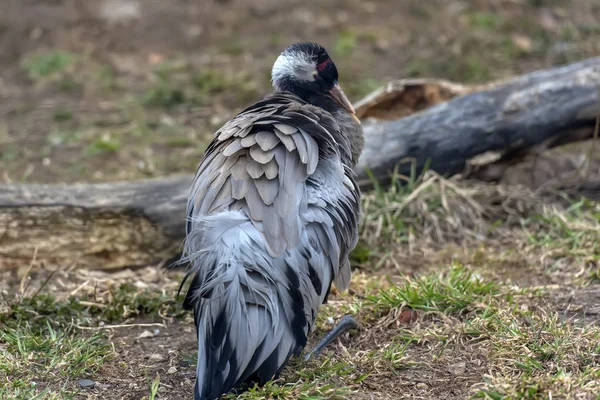 De rood-kroonde kraan,, reinigt de veren — Stockfoto