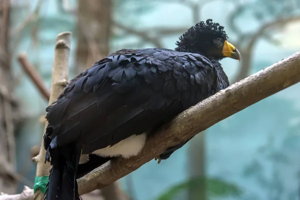 Porträt einer schwarzen Curassow — Stockfoto