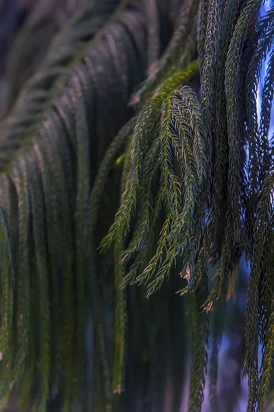 Araucaria heterophylla, bakgrund — Stockfoto