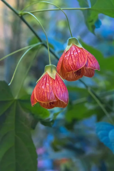 Abutilon hybrids Chinese Lantern wiszące kolorowy kwiat — Zdjęcie stockowe