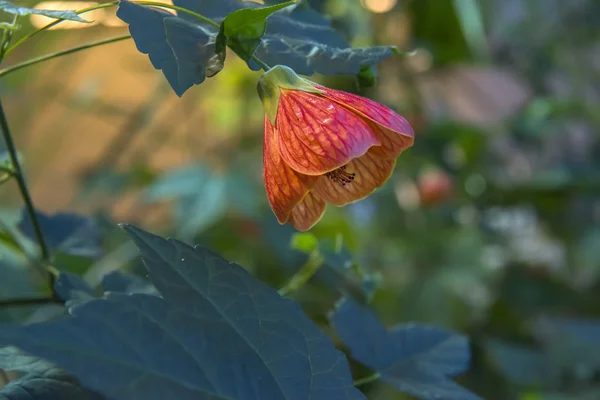 Abutilon hybrids Chinese Lantern wiszące kolorowy kwiat — Zdjęcie stockowe