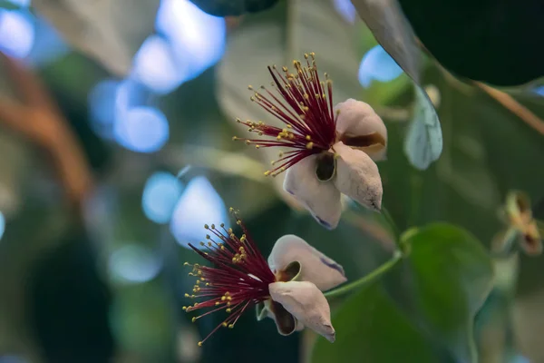 Feijoa flor closeup — Fotografia de Stock