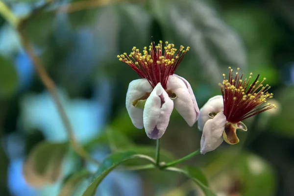 Feijoa kwiat zbliżenie — Zdjęcie stockowe