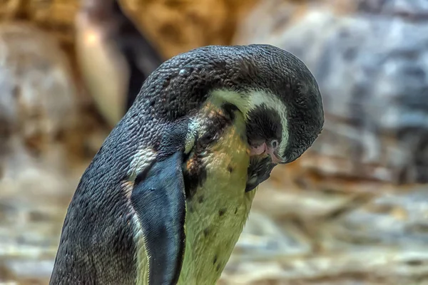 Okázalý tučňák — Stock fotografie