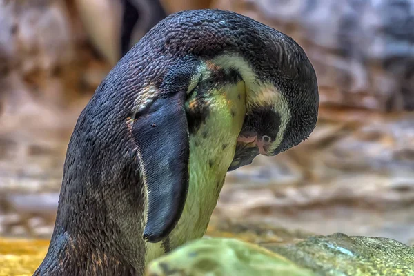 El pingüino de anteojos —  Fotos de Stock