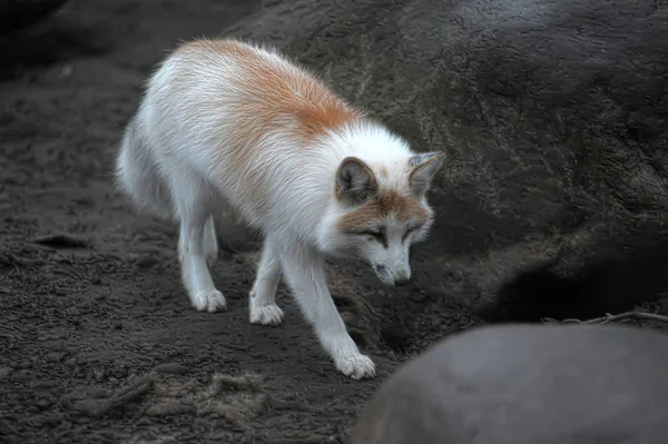 Czerwony i biały lis z kamieniami — Zdjęcie stockowe