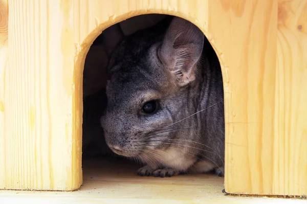 Gray chinchilla in the house — Stock Photo, Image