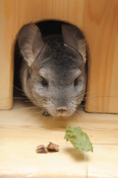 Chinchilla gris dans la maison — Photo