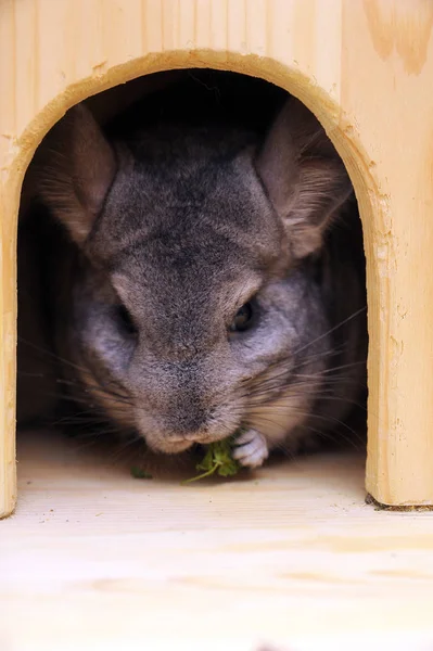 Gray chinchilla in the house — Stock Photo, Image