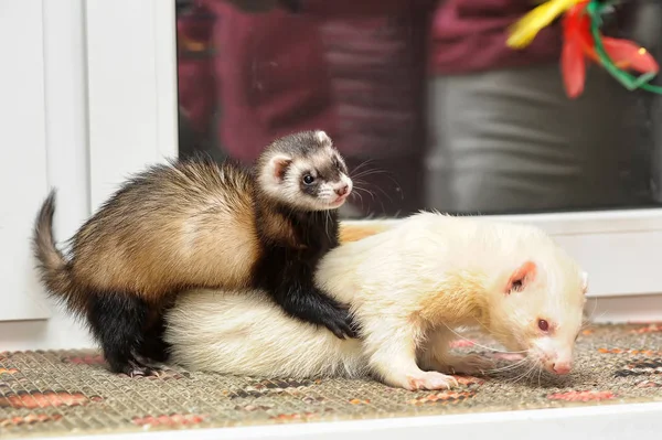 Due furetti giocano — Foto Stock