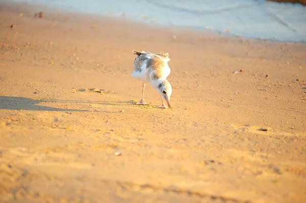 Seagull går på sanden vid surflinjen — Stockfoto