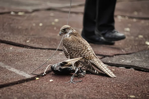 Falcon Saker falco siede su una borsa-esca con carne — Foto Stock