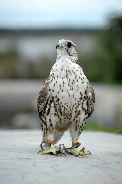 Saker Falcon se senta de perto — Fotografia de Stock