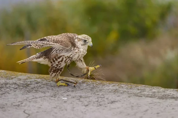 Saker Falke sitzt dicht an dicht — Stockfoto