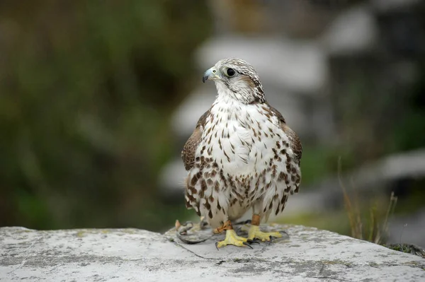 Saker Falcon se sienta de cerca —  Fotos de Stock