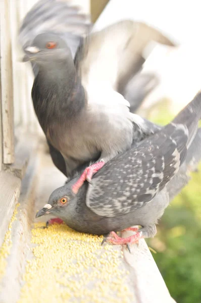 Tauben fressen Hirse auf der Fensterbank — Stockfoto