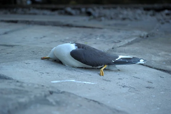 Мертвая чайка лежит на краю — стоковое фото
