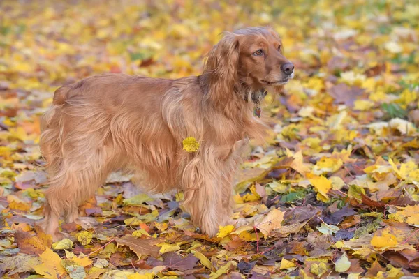 Roter englischer Spaniel auf herbstlichem Hintergrund — Stockfoto