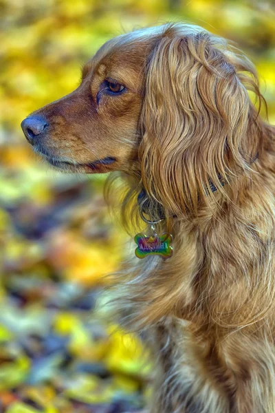 Vermelho Inglês spaniel no fundo do outono — Fotografia de Stock