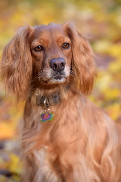 Red english spaniel on autumn background — Stock Photo, Image