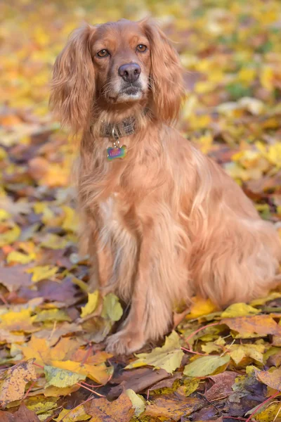 Rojo inglés spaniel sobre fondo de otoño —  Fotos de Stock