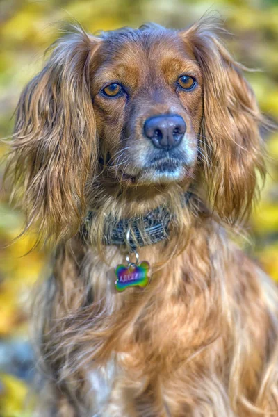 Czerwony angielski spaniel na jesiennym tle — Zdjęcie stockowe