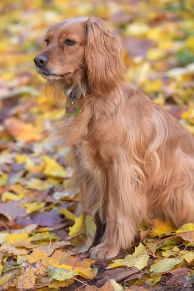 Vermelho Inglês spaniel no fundo do outono — Fotografia de Stock