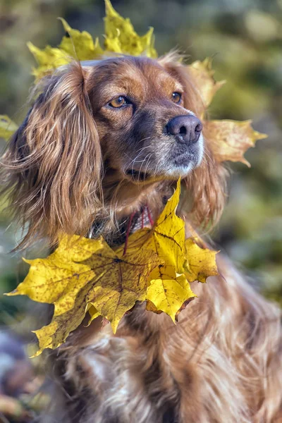 Rosso inglese spaniel su sfondo autunno — Foto Stock