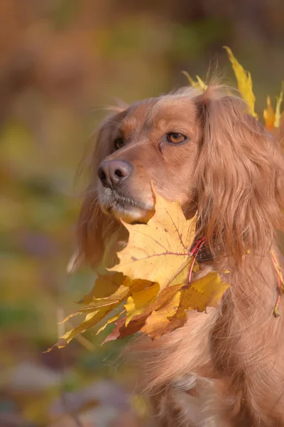 Red english spaniel on autumn background — Stock Photo, Image