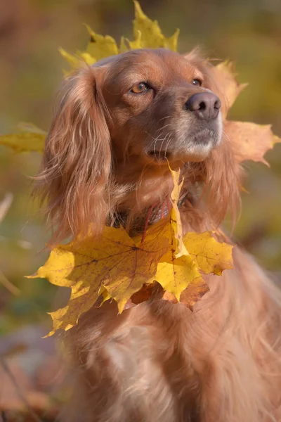 Rosso inglese spaniel su sfondo autunno — Foto Stock