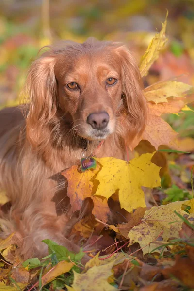 Vermelho Inglês spaniel no fundo do outono — Fotografia de Stock