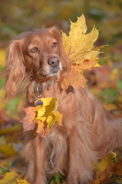 Czerwony angielski spaniel na jesiennym tle — Zdjęcie stockowe