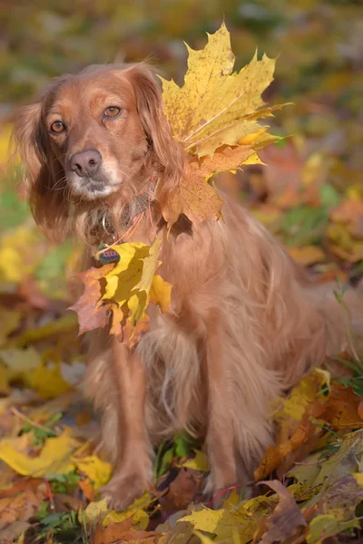 Roter englischer Spaniel auf herbstlichem Hintergrund — Stockfoto